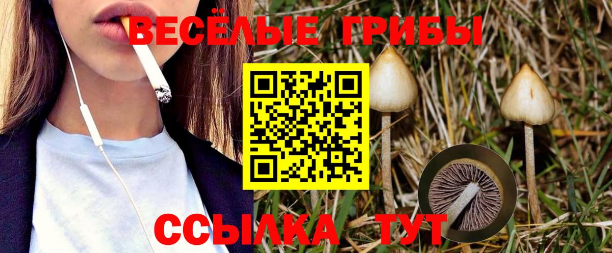 Галлюциногенные грибы Psilocybe Кириши